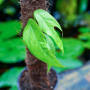 Epipremnum pinnatum | Plante tropicale grimpante pour terrarium et intérieur