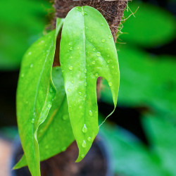 Epipremnum pinnatum | Plante tropicale grimpante pour terrarium et intérieur