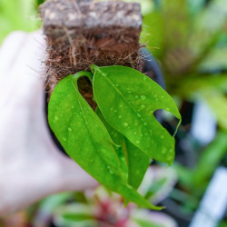 Epipremnum pinnatum | Plante tropicale grimpante pour terrarium et intérieur