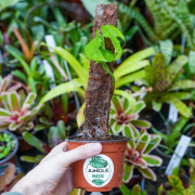 Epipremnum pinnatum | Plante tropicale grimpante pour terrarium et intérieur