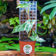 Syngonium podophyllum Variegata | Plante tropicale panachée | JungleBox