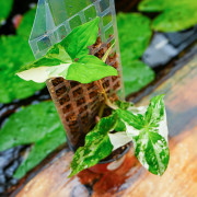 Syngonium podophyllum Variegata | Plante tropicale panachée | JungleBox
