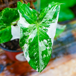 Syngonium podophyllum Variegata | Plante tropicale panachée | JungleBox