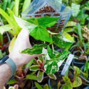 Syngonium podophyllum Variegata | Plante tropicale panachée | JungleBox