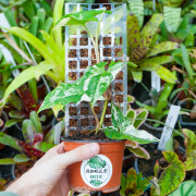 Syngonium podophyllum Variegata | Plante tropicale panachée | JungleBox
