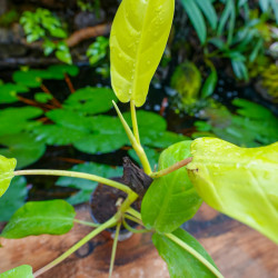 Philodendron ‘Mars’ – Plante tropicale | JungleBox