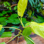 Philodendron ‘Mars’ – Plante tropicale | JungleBox