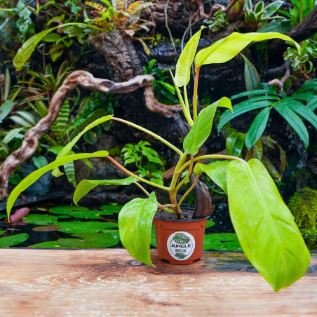 Philodendron ‘Mars’ – Plante tropicale | JungleBox