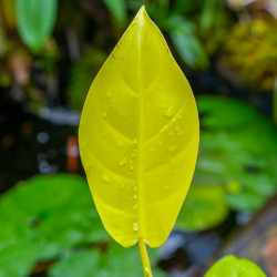 Philodendron ‘Mars’ – Plante tropicale | JungleBox