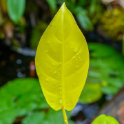 Philodendron ‘Mars’ – Plante tropicale | JungleBox