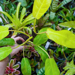 Philodendron ‘Mars’ – Plante tropicale | JungleBox