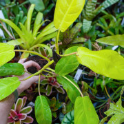 Philodendron ‘Mars’ – Plante tropicale | JungleBox