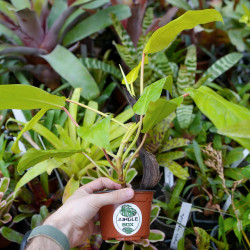 Philodendron ‘Mars’ – Plante tropicale | JungleBox