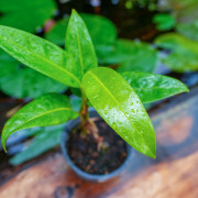 Philodendron callosum – Plante tropicale de collection