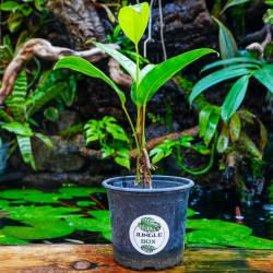 Philodendron callosum – Plante tropicale de collection