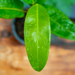 Philodendron callosum – Plante tropicale de collection
