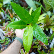 Philodendron callosum – Plante tropicale de collection