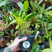Philodendron callosum – Plante tropicale de collection