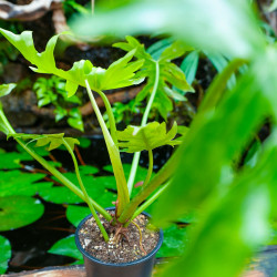 Philodendron radiatum – Plante tropicale rare | JungleBox
