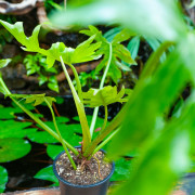 Philodendron radiatum – Plante tropicale rare | JungleBox