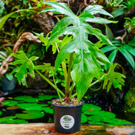 Philodendron radiatum – Plante tropicale rare | JungleBox