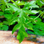 Philodendron radiatum – Plante tropicale rare | JungleBox