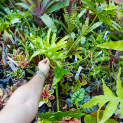 Philodendron radiatum – Plante tropicale rare | JungleBox