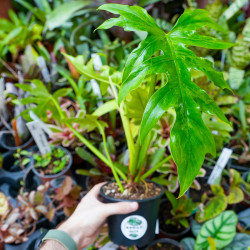 Philodendron radiatum – Plante tropicale rare | JungleBox