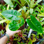 Philodendron burle-marxii – Plante tropicale | JungleBox