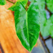 Philodendron burle-marxii – Plante tropicale | JungleBox