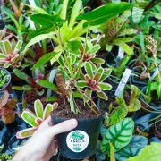 Philodendron burle-marxii – Plante tropicale | JungleBox