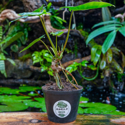 Philodendron burle-marxii – Plante tropicale | JungleBox