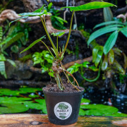 Philodendron burle-marxii – Plante tropicale | JungleBox