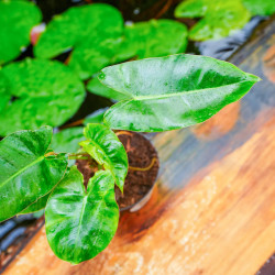 Philodendron burle-marxii – Plante tropicale | JungleBox