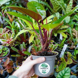 Philodendron Rojo Congo – Plante tropicale rouge | JungleBox