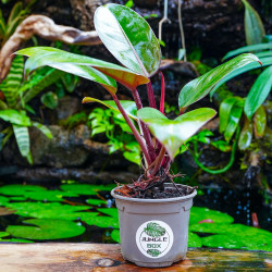 Philodendron Rojo Congo – Plante tropicale rouge | JungleBox