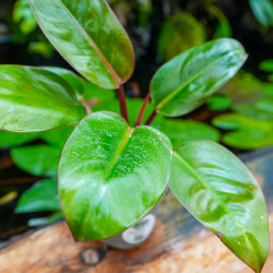 Philodendron Rojo Congo – Plante tropicale rouge | JungleBox