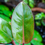 Philodendron Rojo Congo – Plante tropicale rouge | JungleBox