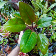 Philodendron Rojo Congo – Plante tropicale rouge | JungleBox