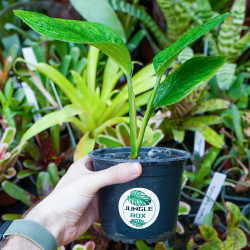 Monstera pinnatipartita – Plante tropicale rare | JungleBox