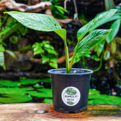 Monstera pinnatipartita – Plante tropicale rare | JungleBox