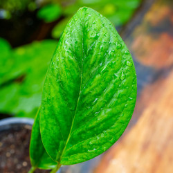 Monstera pinnatipartita – Plante tropicale rare | JungleBox