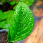 Monstera pinnatipartita – Plante tropicale rare | JungleBox