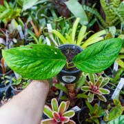 Monstera pinnatipartita – Plante tropicale rare | JungleBox