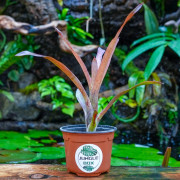 Neoregelia panacea