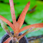 Neoregelia panacea