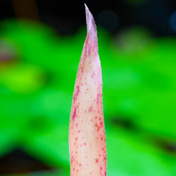 Neoregelia panacea