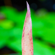 Neoregelia panacea