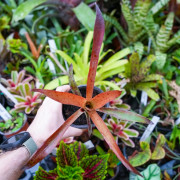 Neoregelia panacea