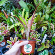 Neoregelia panacea